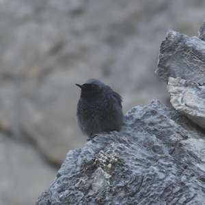 Black Redstart
