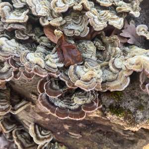 Gezonter Ohrlappenpilz