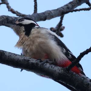 Great Spotted Woodpecker