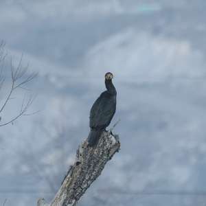 Great Cormorant