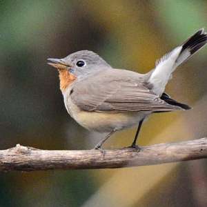 Red-breasted Flycatcher