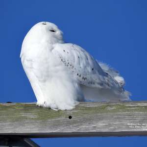 Snowy Owl