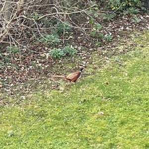 Common Pheasant