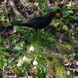 Eurasian Blackbird