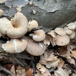 Oyster Mushroom