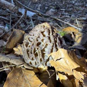Black Morel