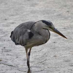 Grey Heron