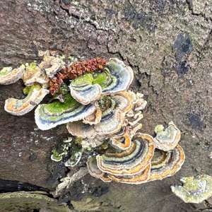 Turkey-tail