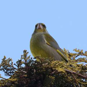 European Greenfinch