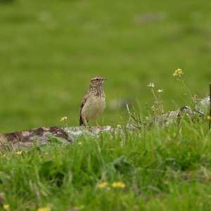 Wood Lark