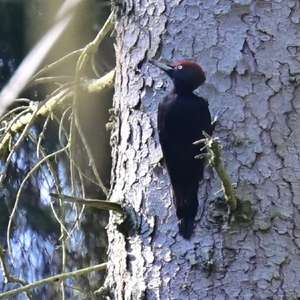 Black woodpecker