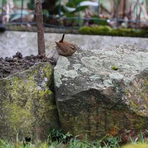 Winter Wren
