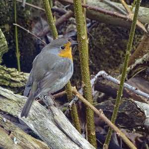 European Robin