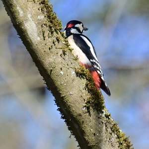 Great Spotted Woodpecker