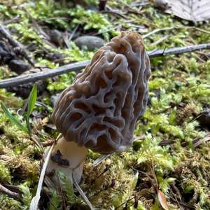 Black Morel
