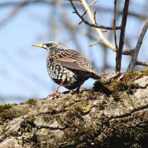 Common Starling