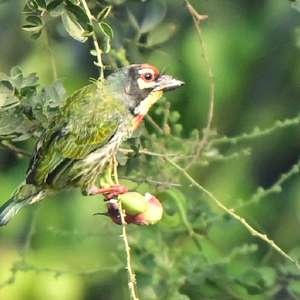 Coppersmith Barbet