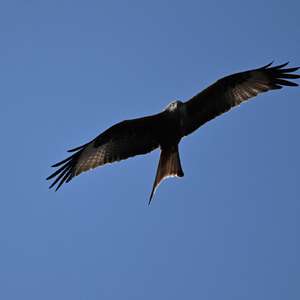 Red Kite