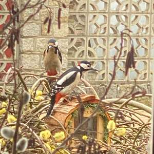 Great Spotted Woodpecker