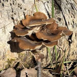 Winter Polypore