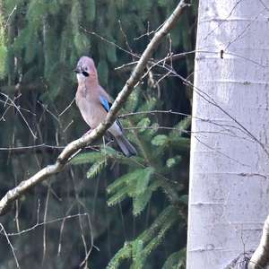 Eurasian Jay