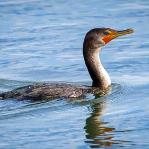 Great Cormorant