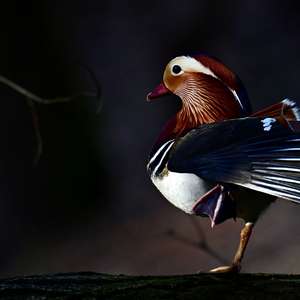 Mandarin Duck