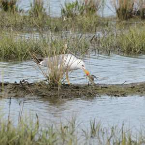 Yellow-legged Gull