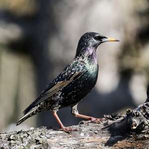 Common Starling