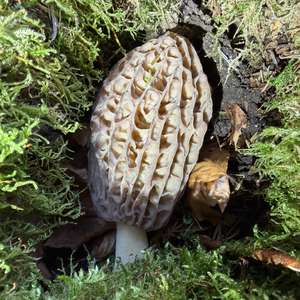 Black Morel