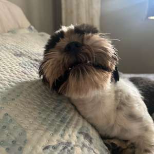 Shih Tzu