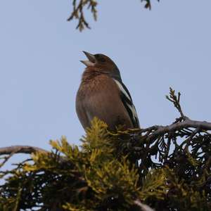 Eurasian Chaffinch