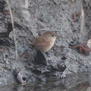 Winter Wren