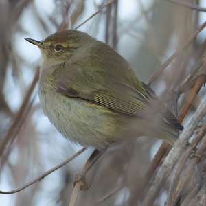 Common Chiffchaff