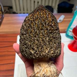 Yellow Morel