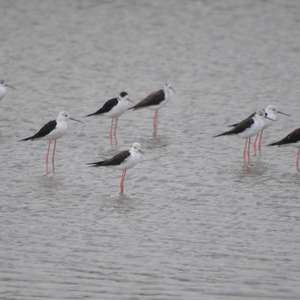 Black-winged Stilt