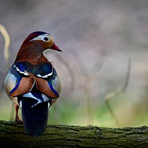 Mandarin Duck