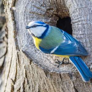 Blue Tit