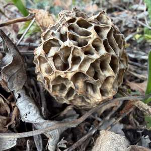 Yellow Morel