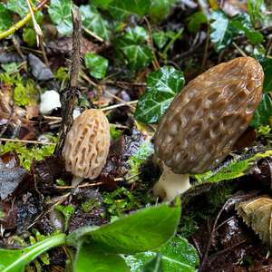 Black Morel