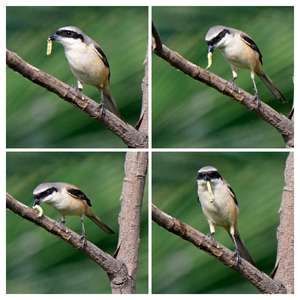 Long-tailed Shrike