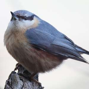 Wood Nuthatch