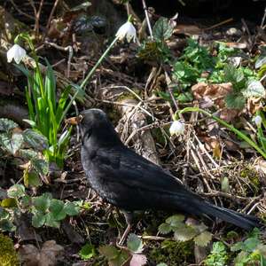 Eurasian Blackbird
