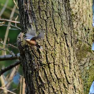 Wood Nuthatch