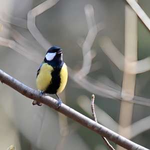 Great Tit