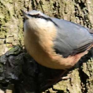 Wood Nuthatch
