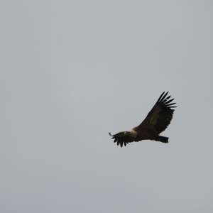 Griffon Vulture