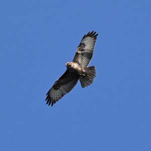 Common Buzzard