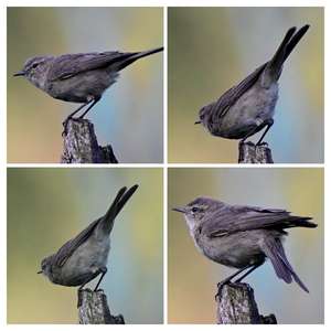 Common Chiffchaff