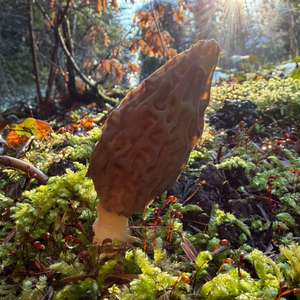 Black Morel